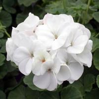 WCA Flowers